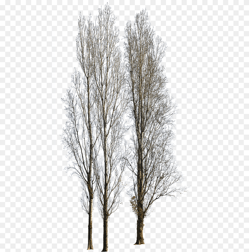 Canoe Birch, Weather, Tree, Plant, Outdoors Free Transparent Png