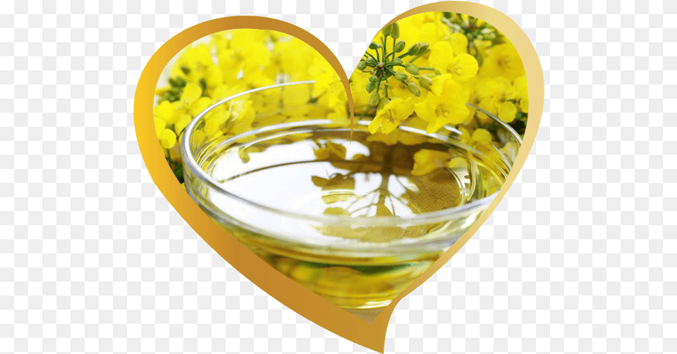 Canola Cooking Oil Difference Between Mustard Plant And Rape Seed Plant, Flower, Petal Free Png
