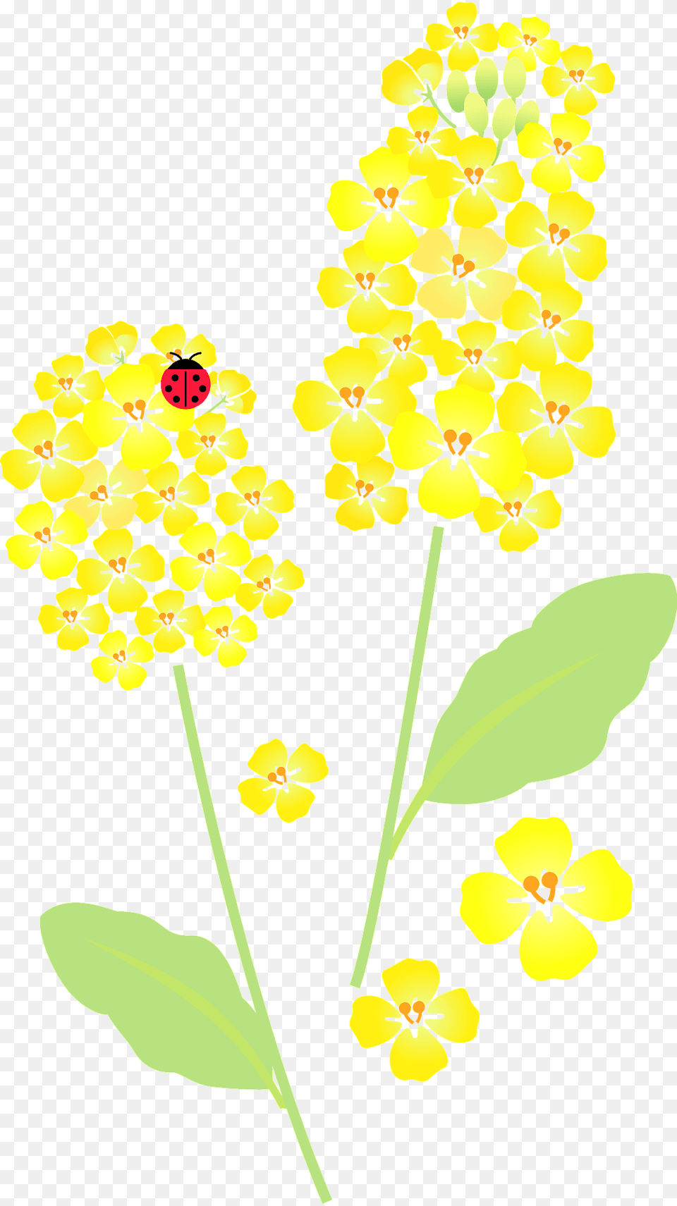 Canola Flower Clipart, Anther, Plant, Apiaceae, Petal Png