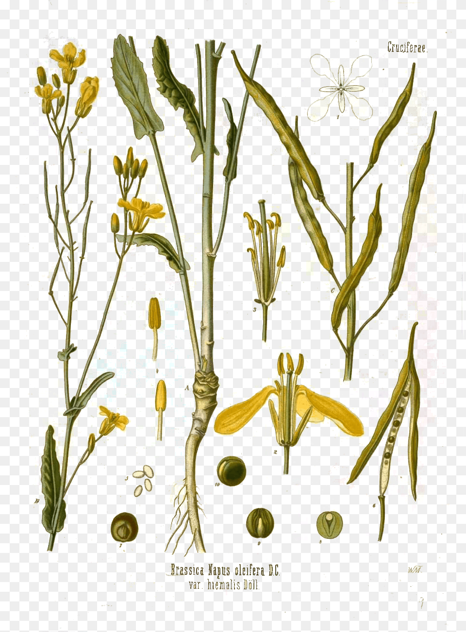 Canola Flower Mustard Plant Seed Illustration Botanical, Art, Floral Design, Pattern, Graphics Png Image