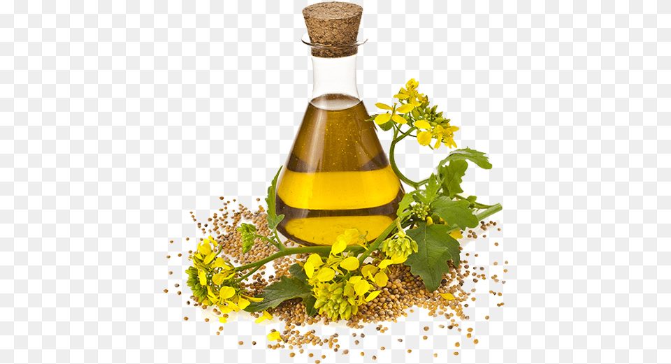 Canola Oil Made, Cooking Oil, Food, Herbal, Herbs Free Png Download