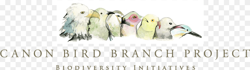 Canon Bird Branch Project Lovebird, Animal, Beak Free Transparent Png