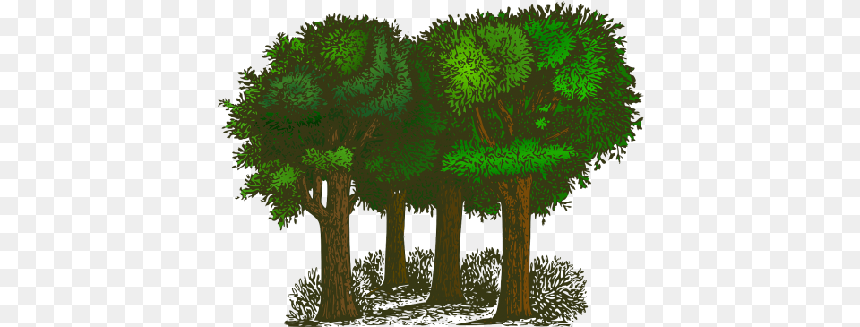 Canopy Grants Available To Maine Towns Trees Clipart, Woodland, Vegetation, Tree, Plant Free Png Download
