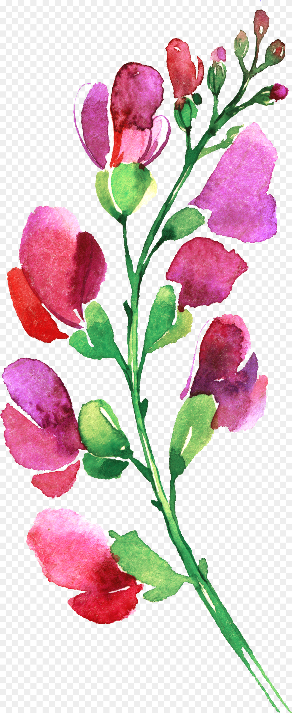 Canterbury Bells Free Transparent Png