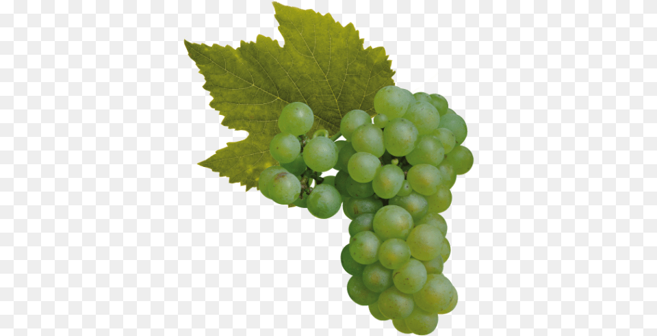 Cantine Ca39 Baradei Chardonnay Pinot Noir Grapes, Food, Fruit, Plant, Produce Png Image