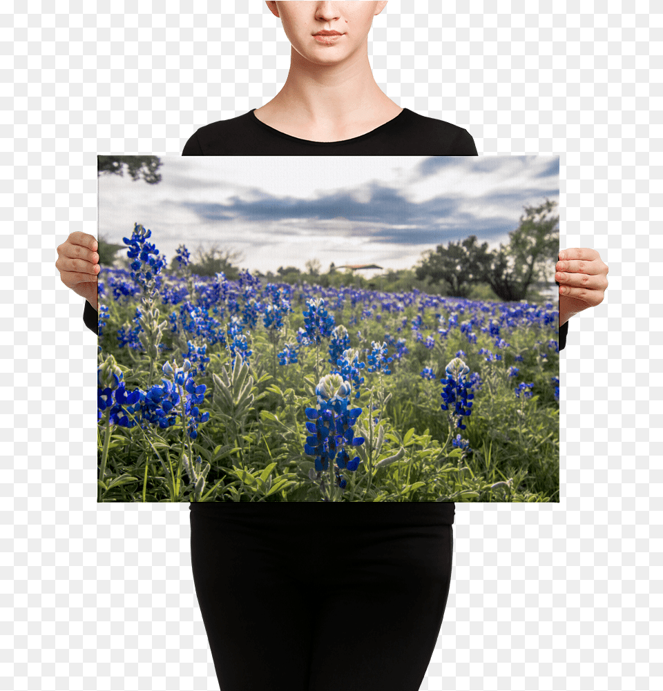 Canvas, Art, Collage, Flower, Lupin Free Png Download