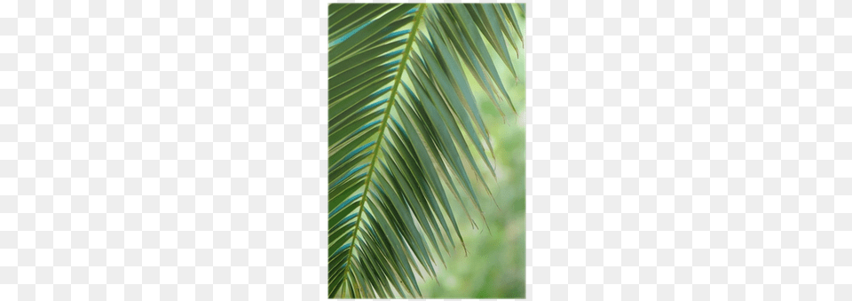 Canvas, Leaf, Palm Tree, Plant, Tree Png