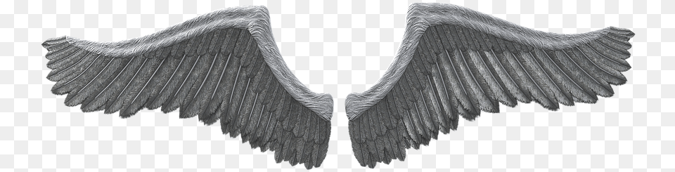 Canvas, Animal, Bird, Vulture, Angel Png Image