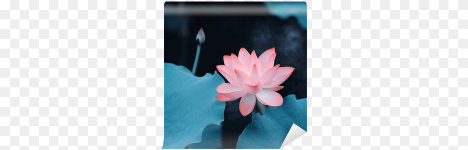 Canvas, Flower, Lily, Plant, Pond Lily Free Transparent Png