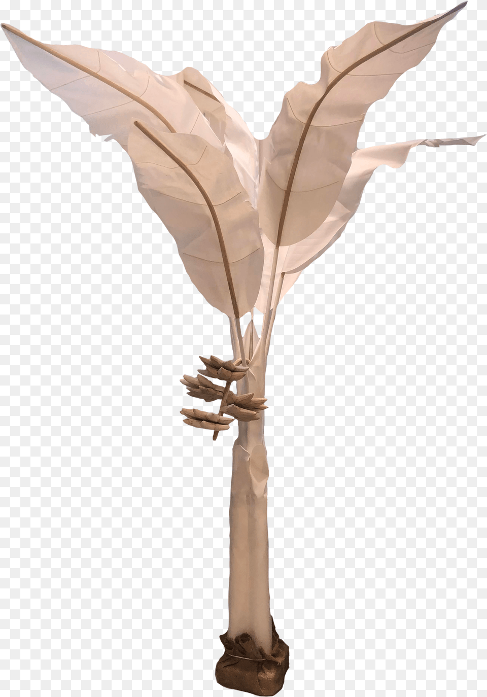 Canvas Banana Palm Tree Tree, Leaf, Plant Free Transparent Png