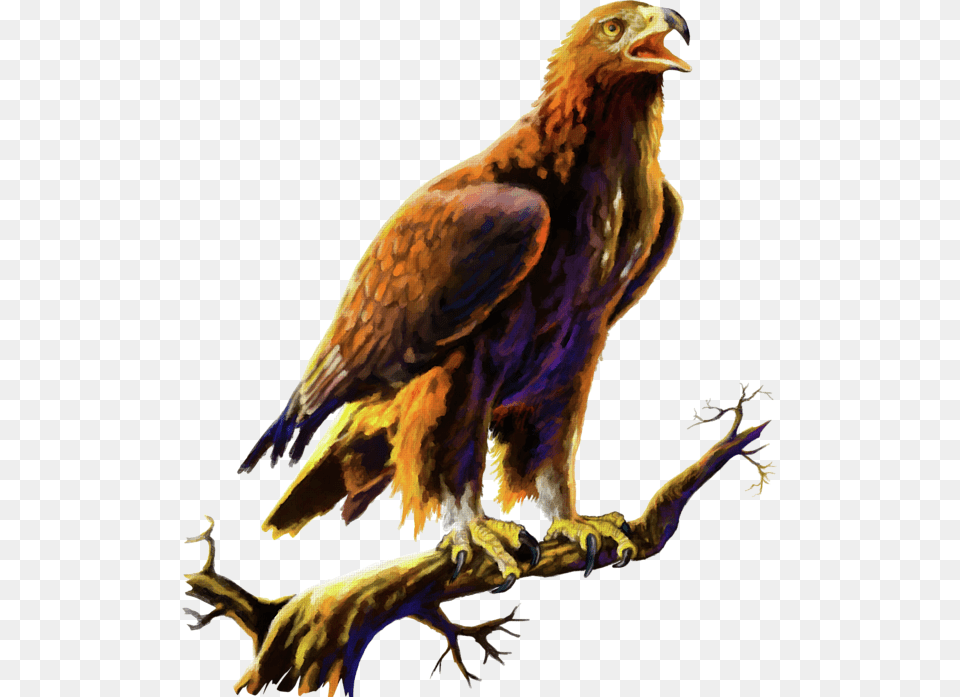 Canvas Paintings Of Golden Eagles, Animal, Bird, Eagle, Kite Bird Png