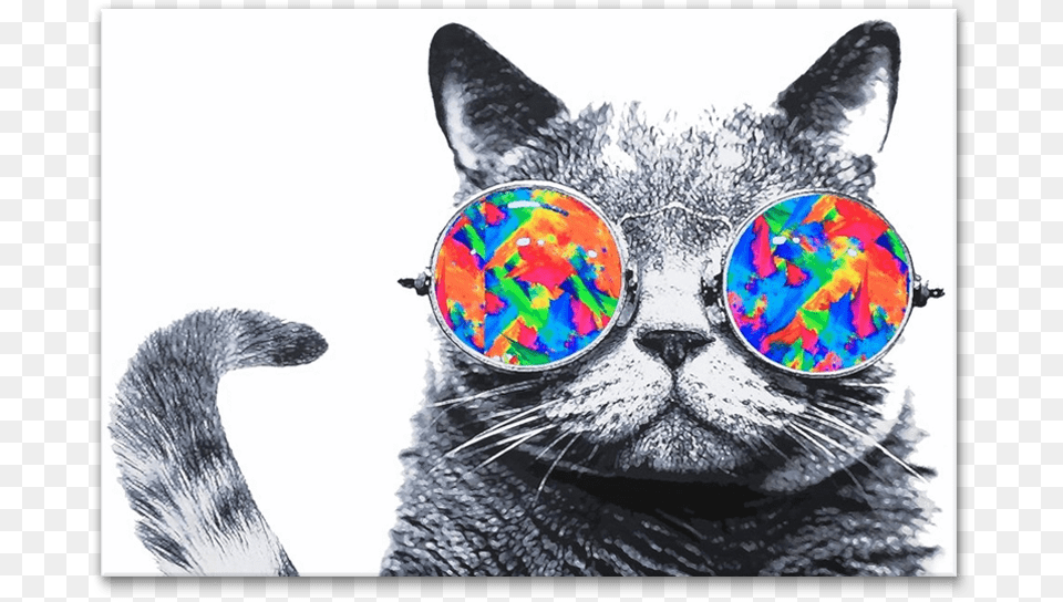 Canvas Print Art Cool Cat Canvas Poster Framed On Wood Framecat Picture, Accessories, Ornament, Jewelry, Gemstone Free Png