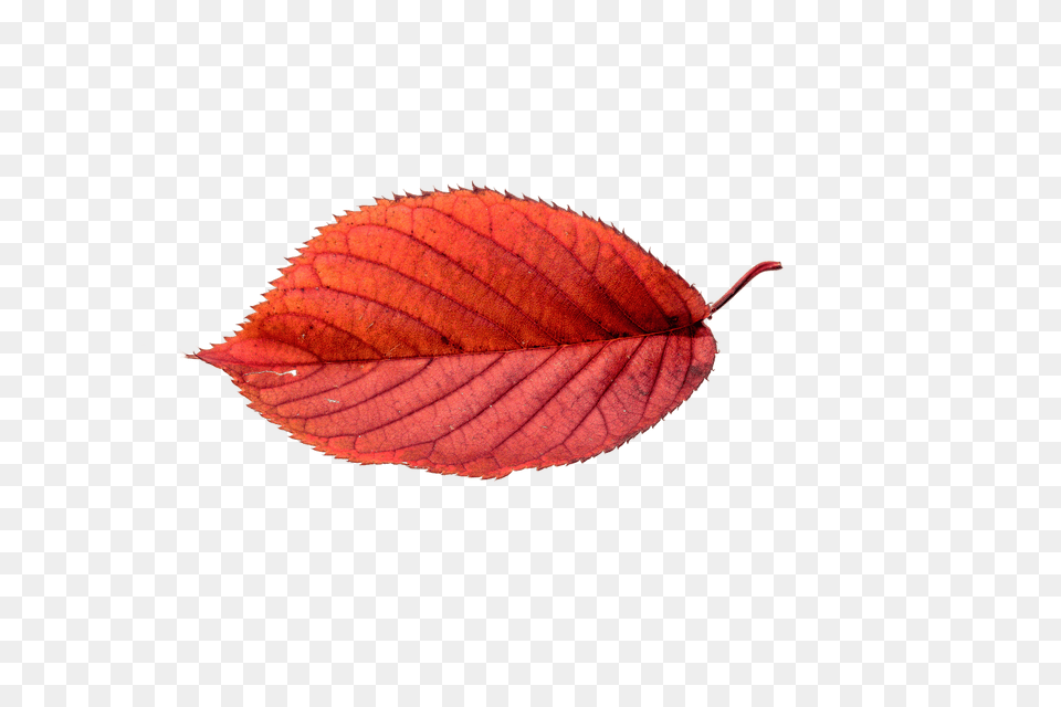 Canvas Print Autumn Leaves Fall Leaves, Leaf, Plant Free Transparent Png