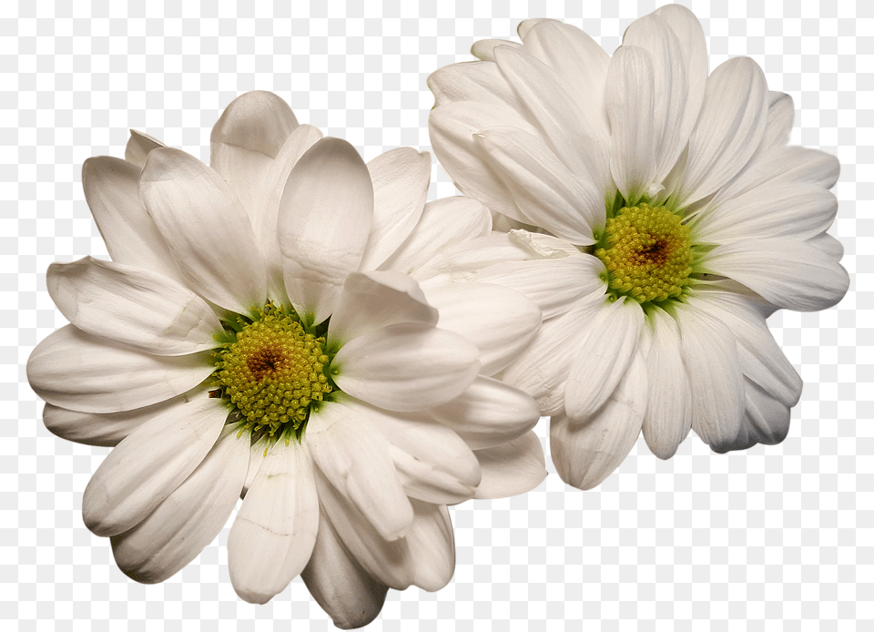 Canvas Print Exposed White Flowers Flores Blancas En, Daisy, Flower, Petal, Plant Free Transparent Png