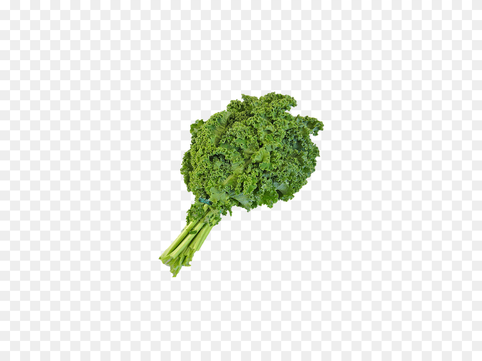 Canvas Print Native Kale Green Kale, Food, Produce, Leafy Green Vegetable, Plant Png