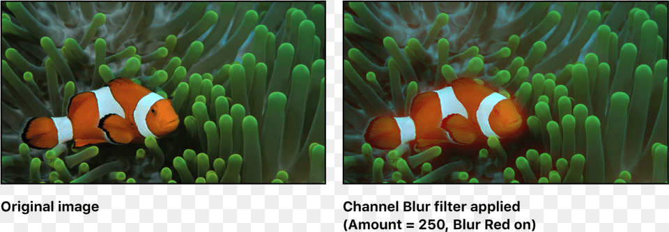Canvas Showing Effect Of Channel Blur Filter Fish In Natural Habitat, Amphiprion, Animal, Sea Life, Sea Png