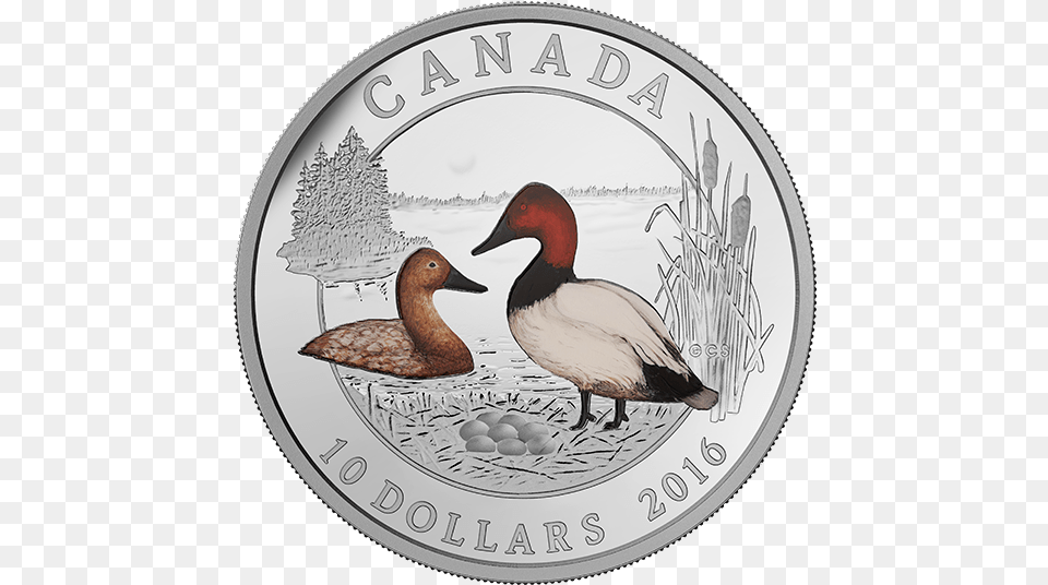 Canvasback, Animal, Bird, Coin, Money Png