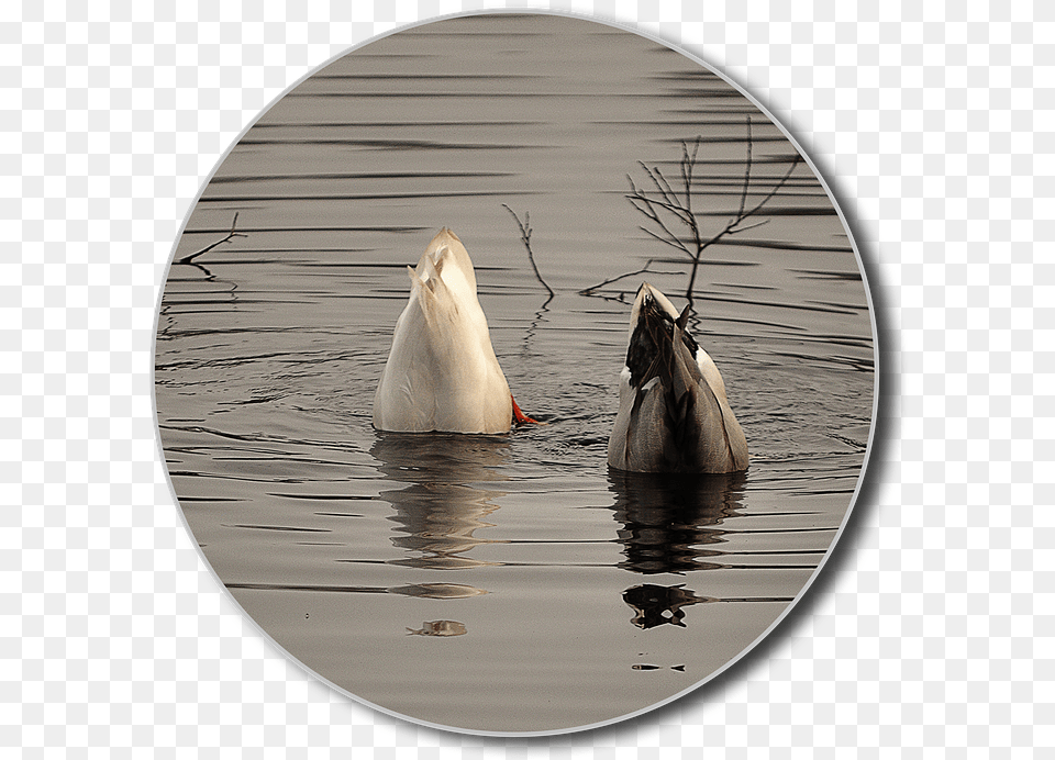 Canvasback Duck, Nature, Outdoors, Photography, Ripple Png Image