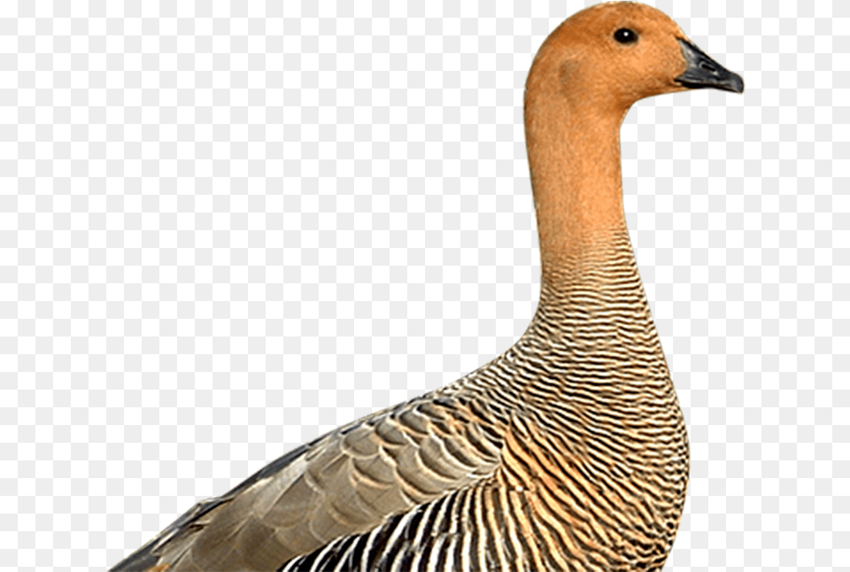 Canvasback Duck Duck, Animal, Bird, Goose, Waterfowl Free Png