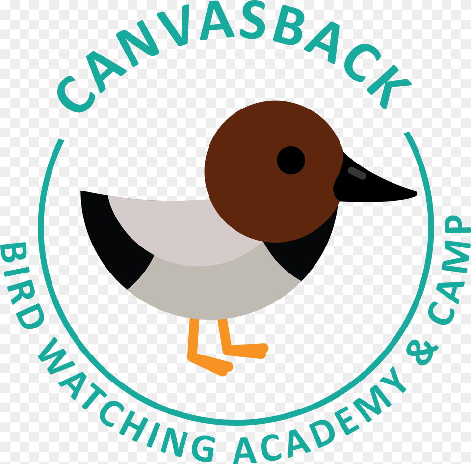 Canvasback Picture Oil Amp Gas Uk, Animal, Beak, Bird Png Image