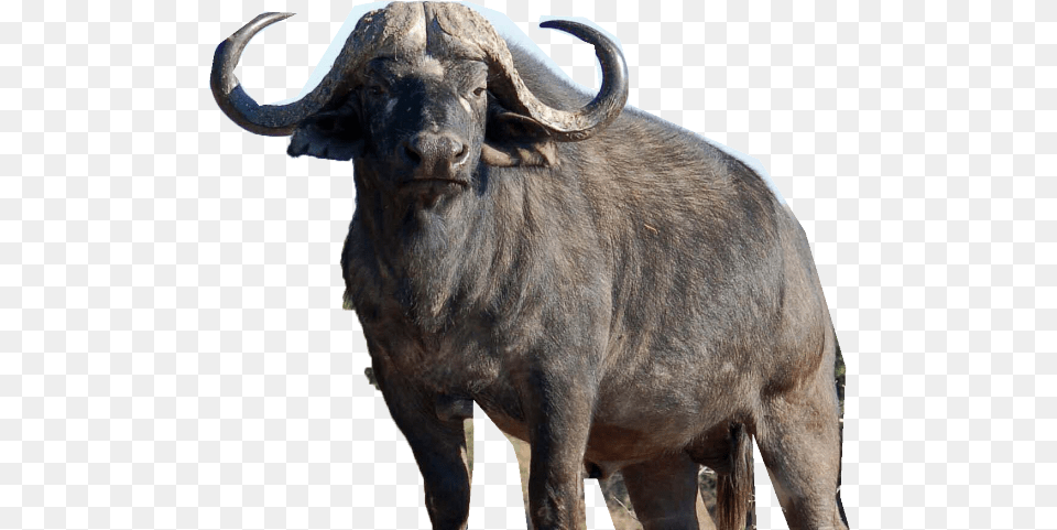 Cape Buffalo, Animal, Mammal, Wildlife, Cattle Free Png Download