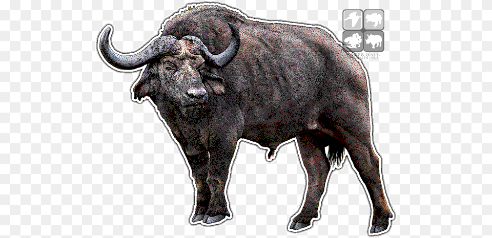Cape Buffalo Clipart Indian Buffalo Hd, Animal, Bull, Mammal, Wildlife Free Png