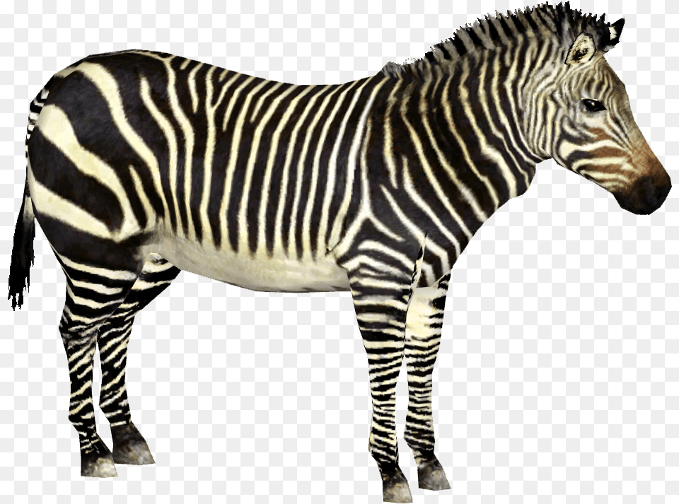 Cape Mountain Zebra Zebra, Animal, Mammal, Wildlife Png