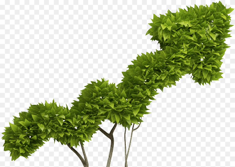 Capgemini Logo, Green, Herbs, Leaf, Plant Png Image