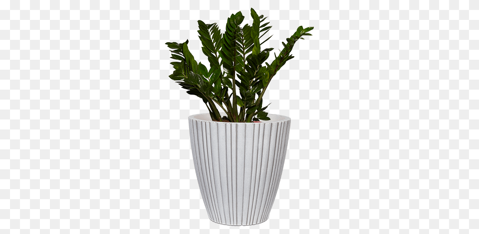 Capi Urban Tube, Jar, Plant, Planter, Potted Plant Png