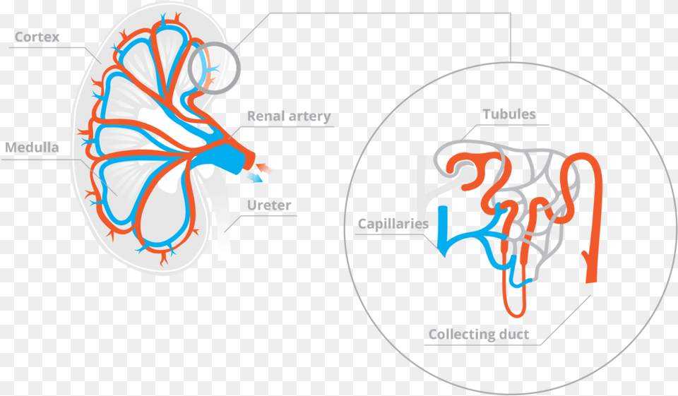 Capillaries Bring Blood To The Kidney Tubules To Be, Ct Scan, Diagram Free Transparent Png