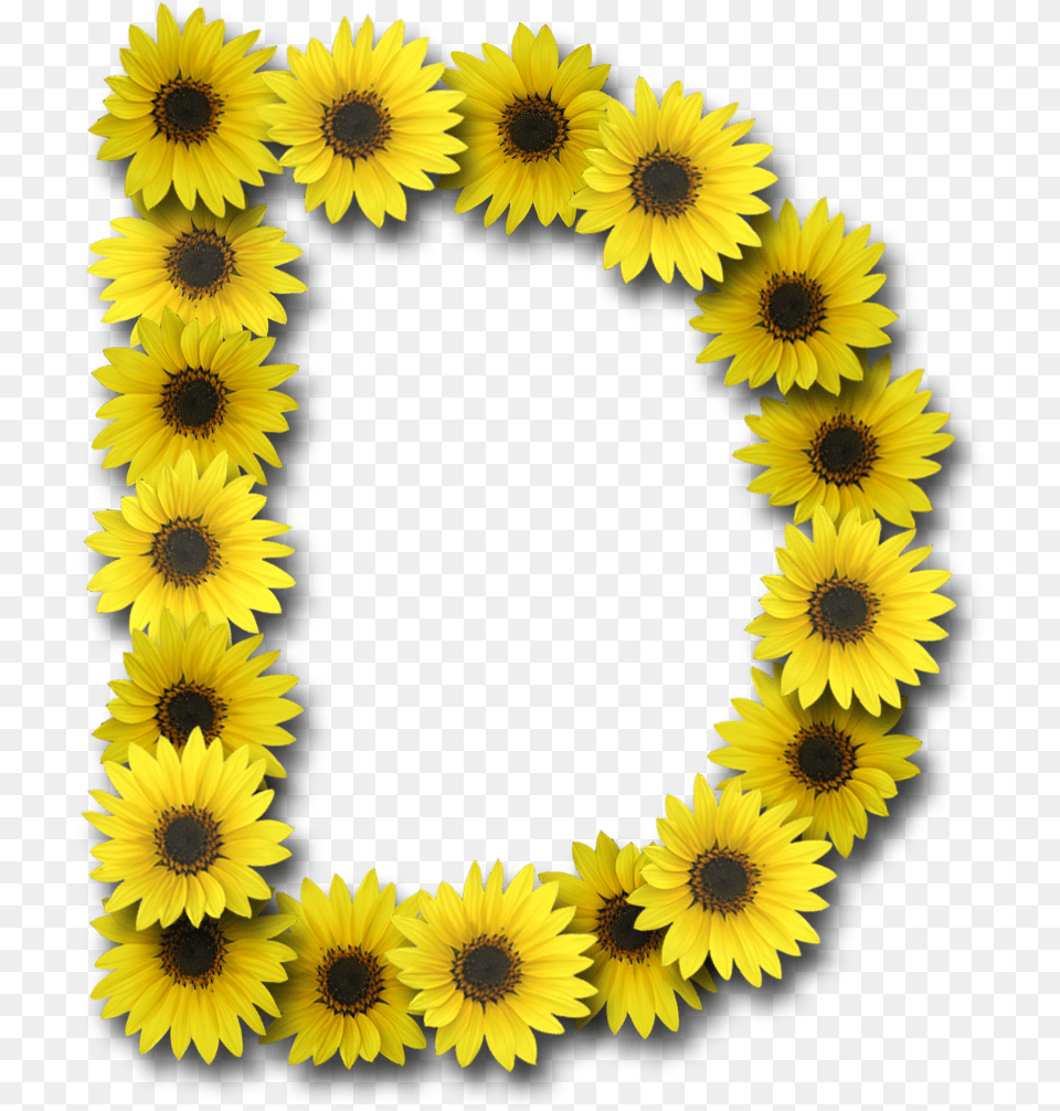 Capital Letter D Letter O With Sunflowers, Flower, Plant, Sunflower, Daisy Png Image