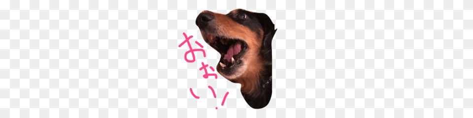 Caprice Miniature Dachshund Line Stickers Line Store, Animal, Canine, Dog, Mammal Free Png