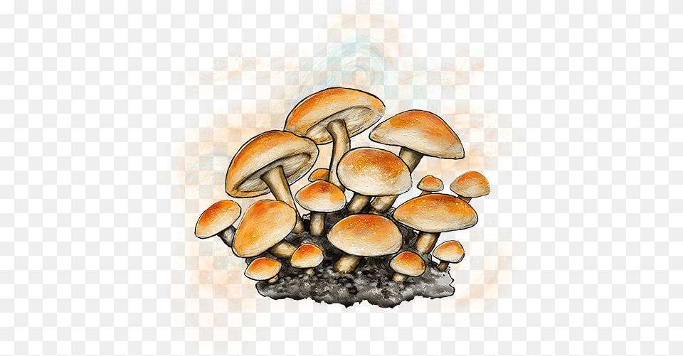 Caps By Cookies Wild Mushroom, Fungus, Plant, Agaric Free Png