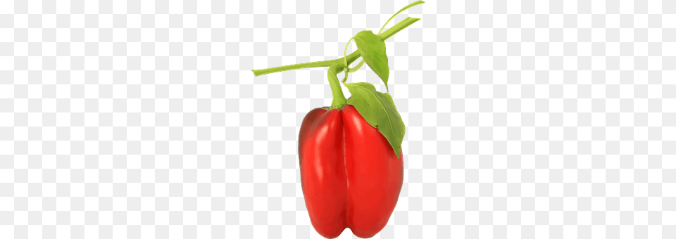 Capsicum Food, Produce, Bell Pepper, Pepper Free Png