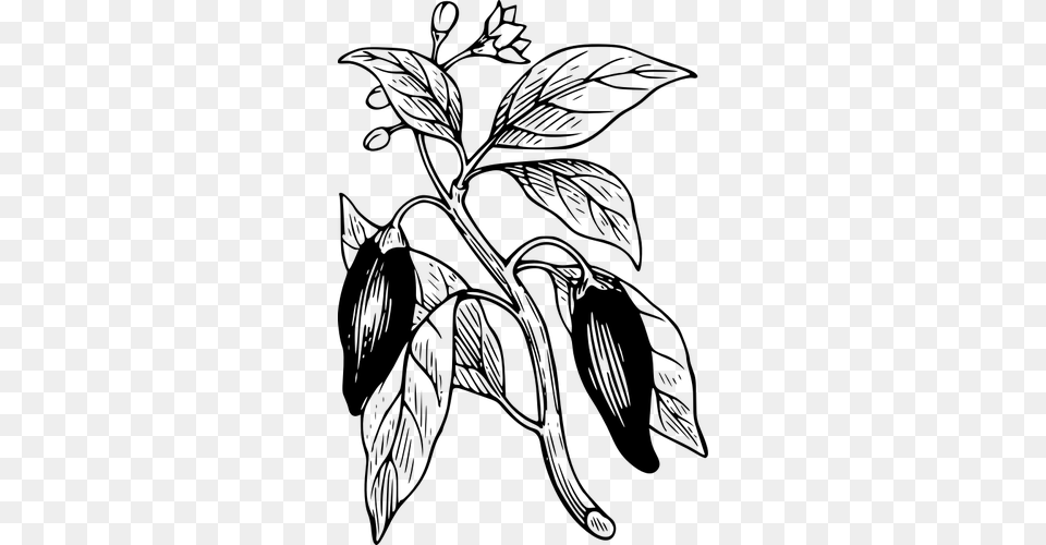 Capsicum With Its Leaves Vector Clip Art, Gray Free Png