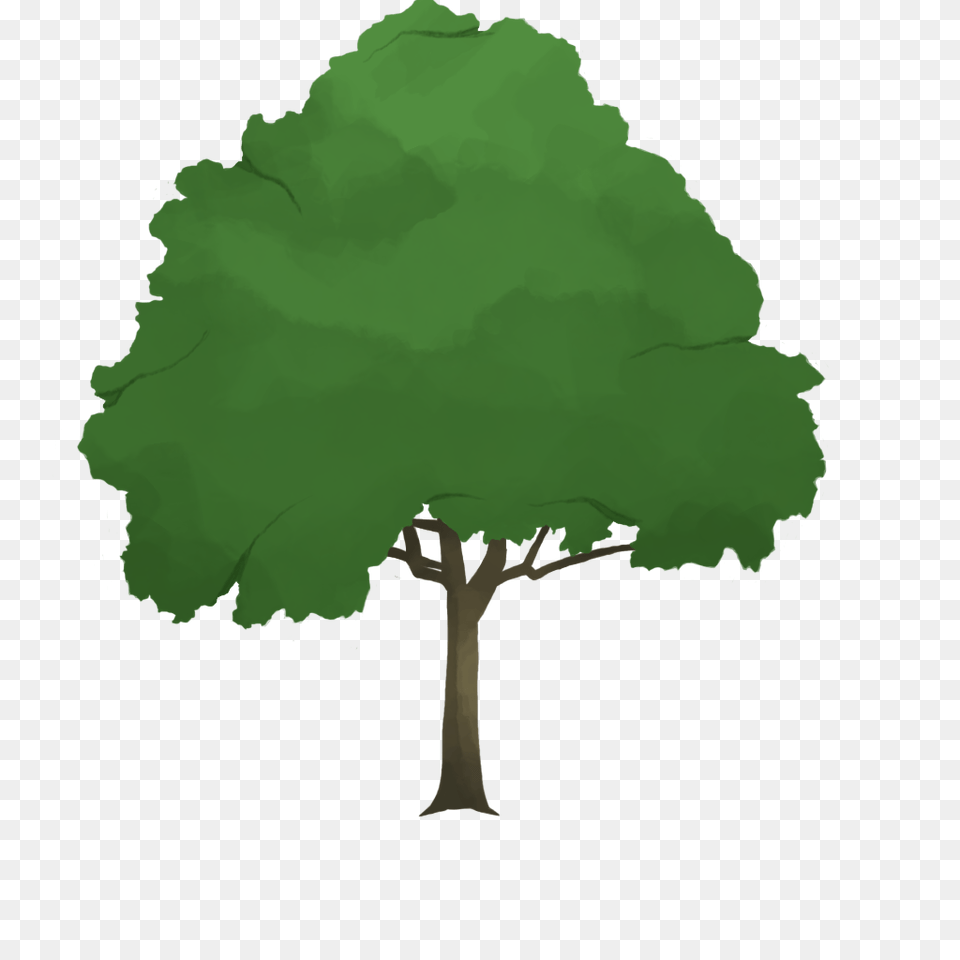 Capstone Week And Kdarlingart, Green, Oak, Plant, Sycamore Png Image