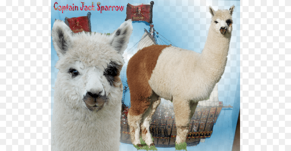 Captain Jack Sparrow Iar Dob Llama, Animal, Mammal, Livestock, Sheep Png