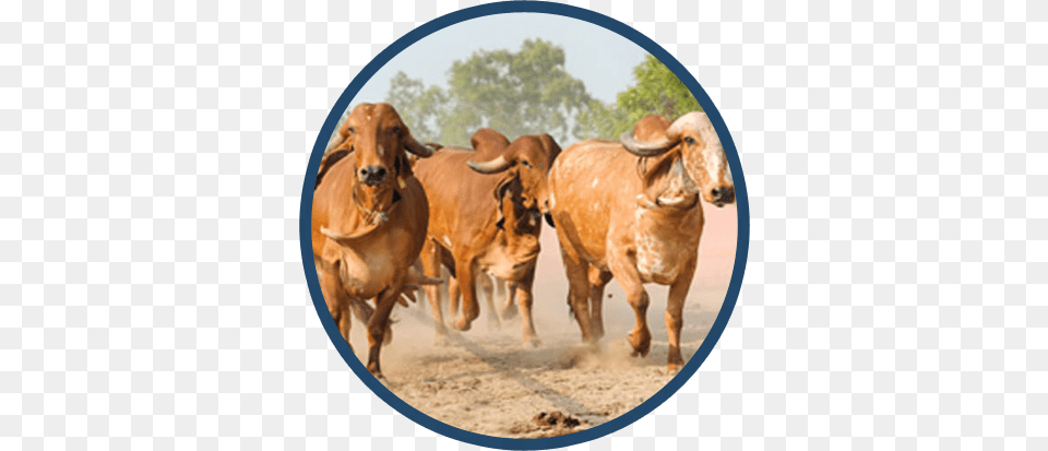 Captains Farm Home Gir Cow Gir Gai, Animal, Bull, Cattle, Livestock Free Png