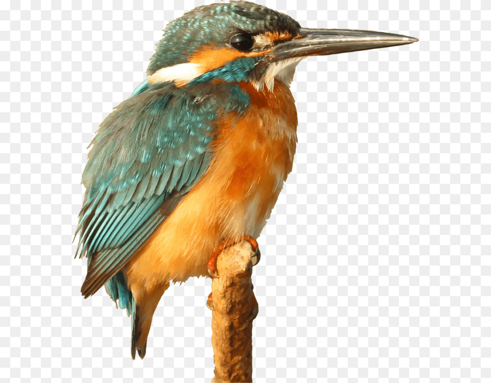 Caption For Kingfisher Bird, Animal, Beak, Bee Eater, Jay Png Image