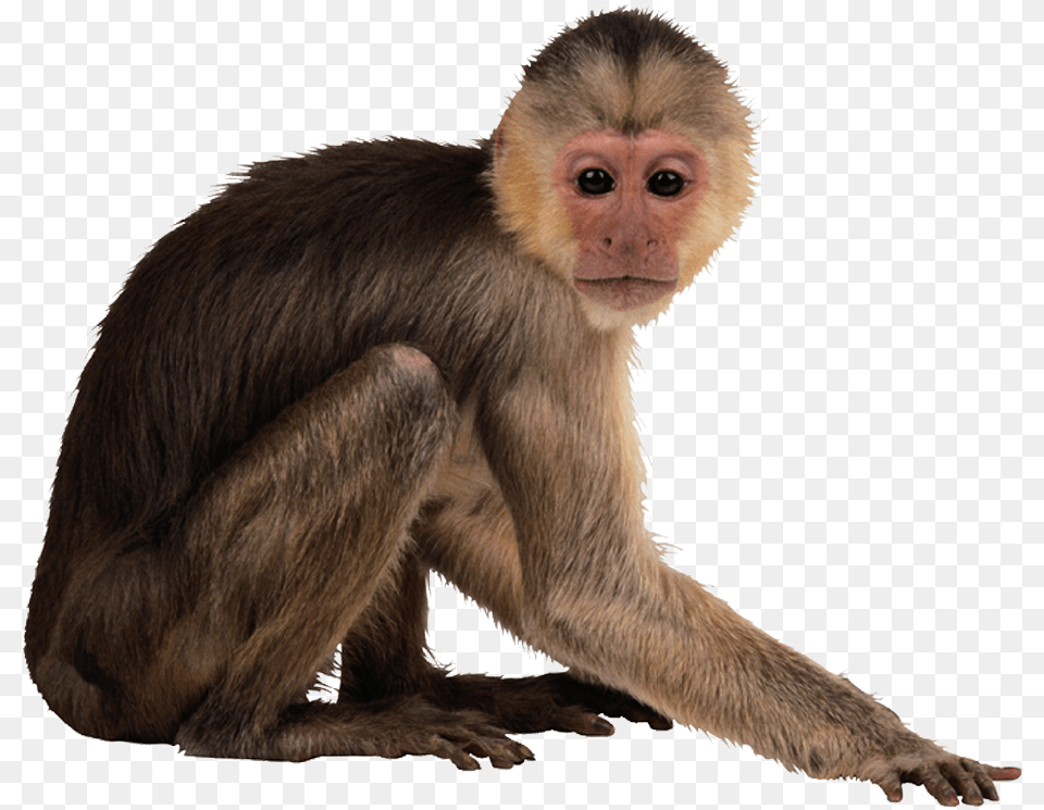 Capuchin Monkey Desktop Wallpaper Monkey, Animal, Mammal, Wildlife, Baboon Png Image