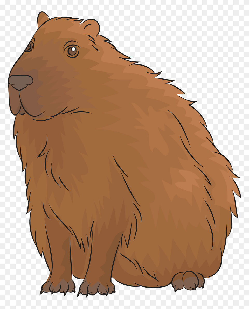 Capybara Clipart, Animal, Mammal, Rodent, Pig Png