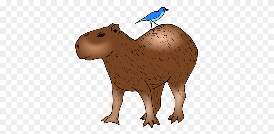 Capybara Clipart, Animal, Bird, Mammal, Bear Png Image