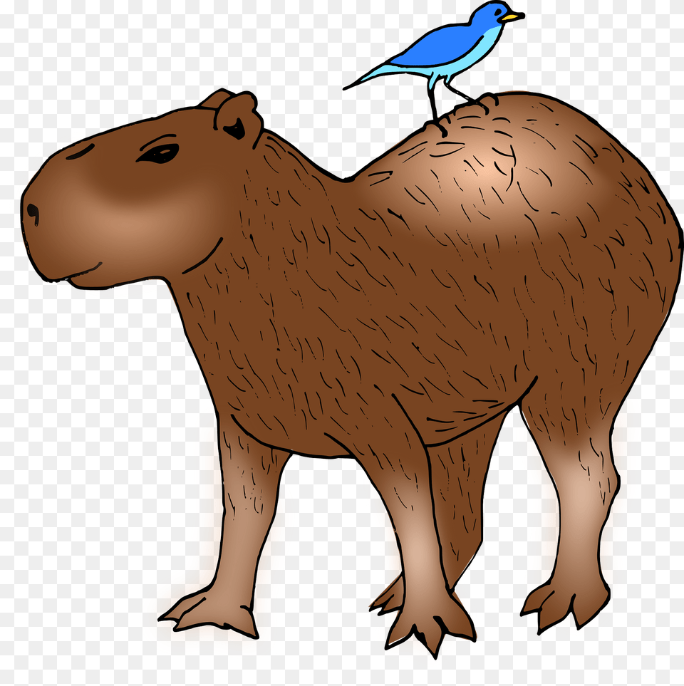 Capybara Witha Blue Bird On Its Back Clipart, Animal, Mammal, Pig, Rodent Free Transparent Png