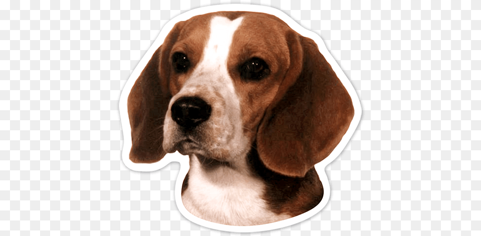 Car Amp Motorbike Stickers Beagle Dog Portrait Counted Cross Stitch Pattern, Animal, Canine, Hound, Mammal Png Image