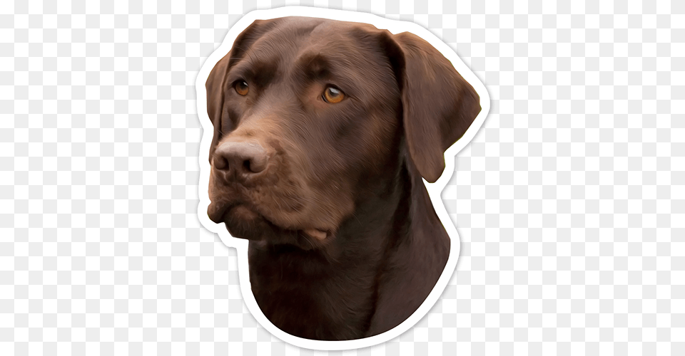 Car Amp Motorbike Stickers Labrador Retriever Chocolate, Animal, Canine, Dog, Labrador Retriever Free Png