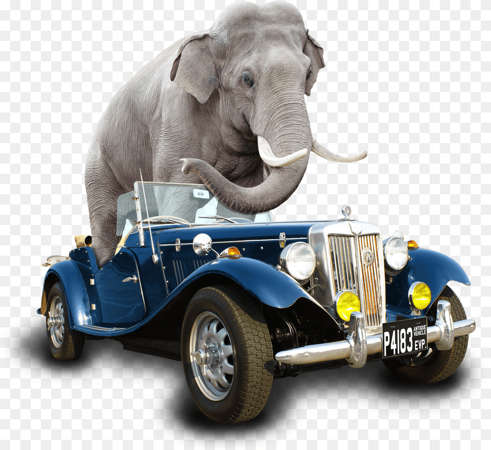 Car Elephant Fin Indian Elephant, Vehicle, Transportation, Wildlife, Mammal Free Png Download