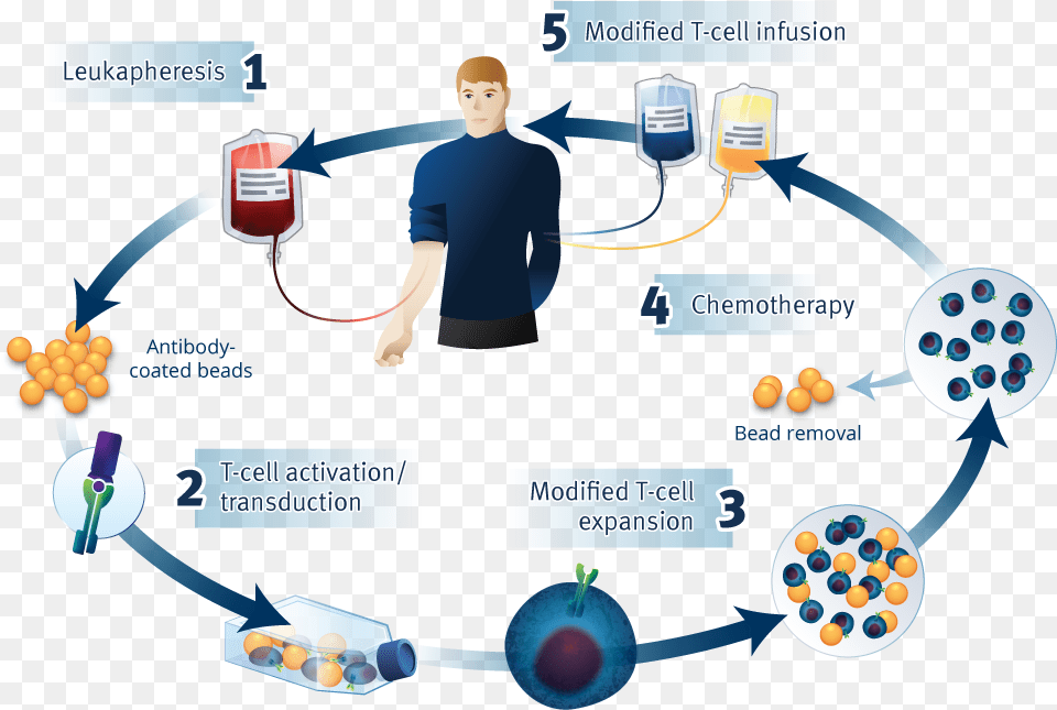 Car T Process Car T Cell Therapy Process, Adult, Male, Man, Person Png Image