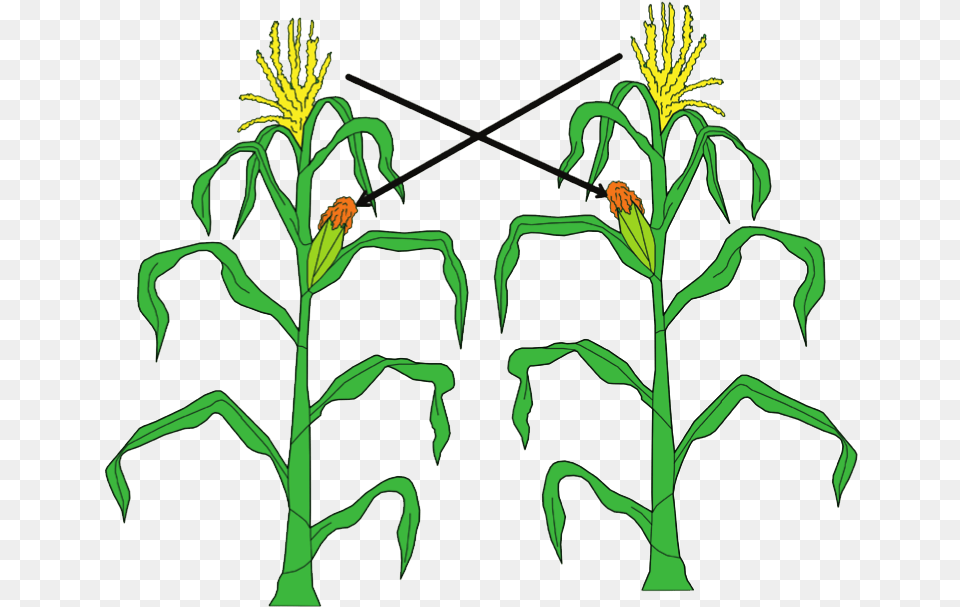 Cara Berkembang Biak Jagung, Grass, Plant, Vegetation, Corn Free Transparent Png