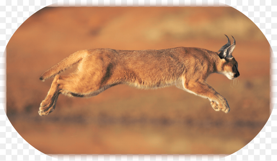 Caracal Animal Caracal Hd, Mammal, Canine, Dog, Pet Free Png Download