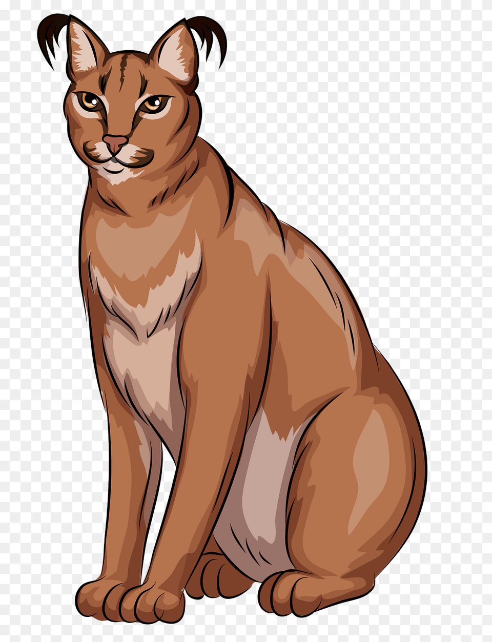 Caracal Clipart, Animal, Mammal, Wildlife, Cat Png